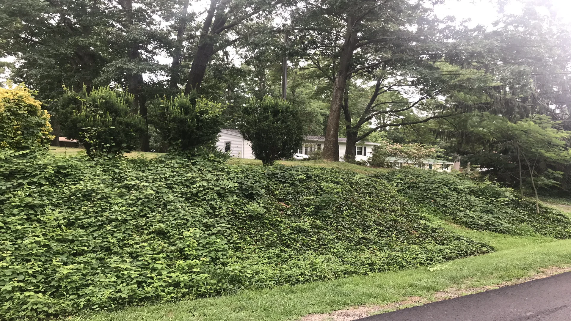 Ivy Removal by Hall's Landscaping