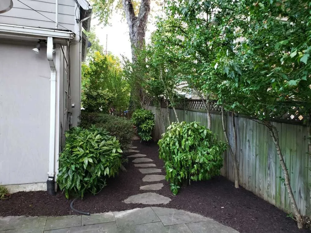 Arlington Pruning After Picture