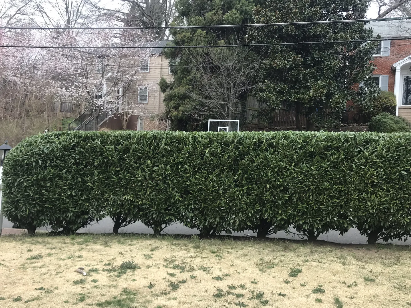 Pruning & Trimming Services by Hall's Landscaping