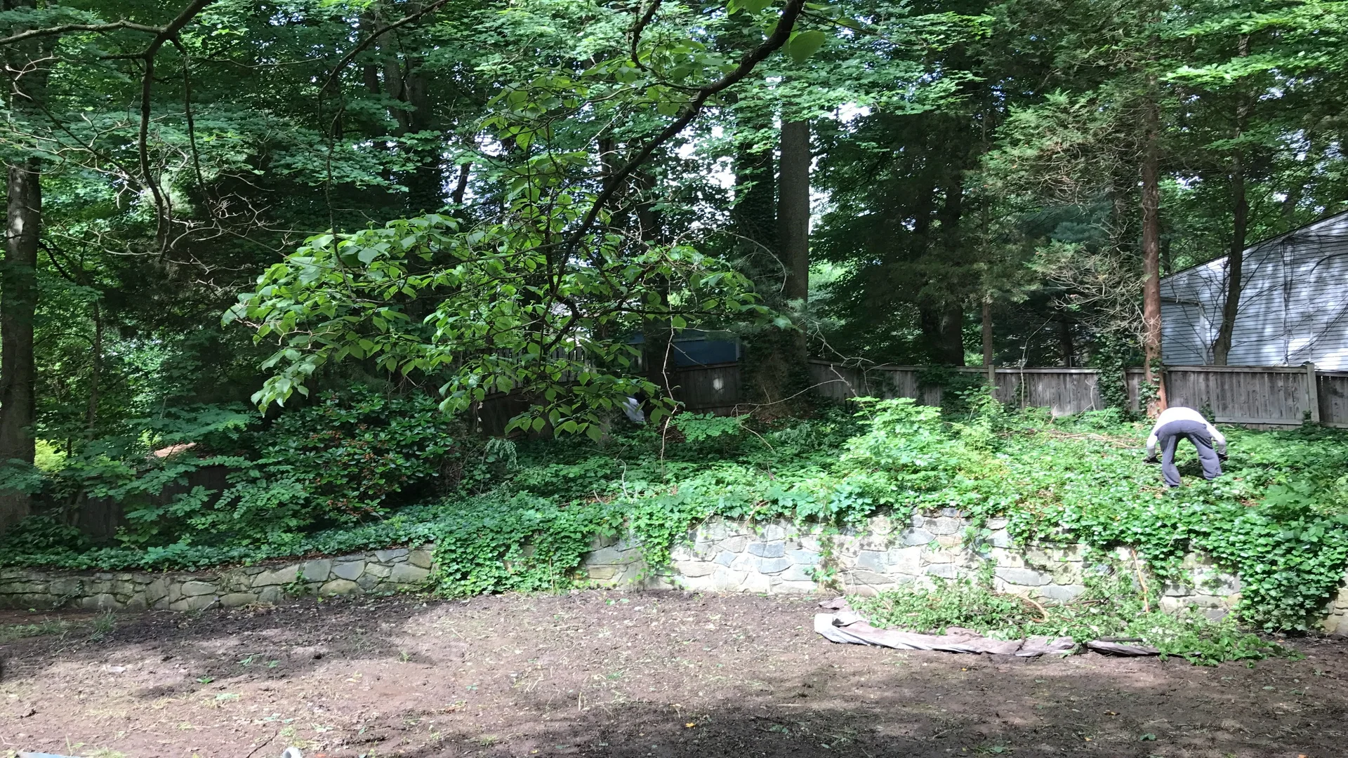 Ivy Removal Before Picture