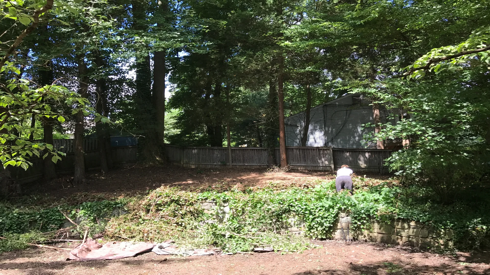 Halfway Through Ivy Removal