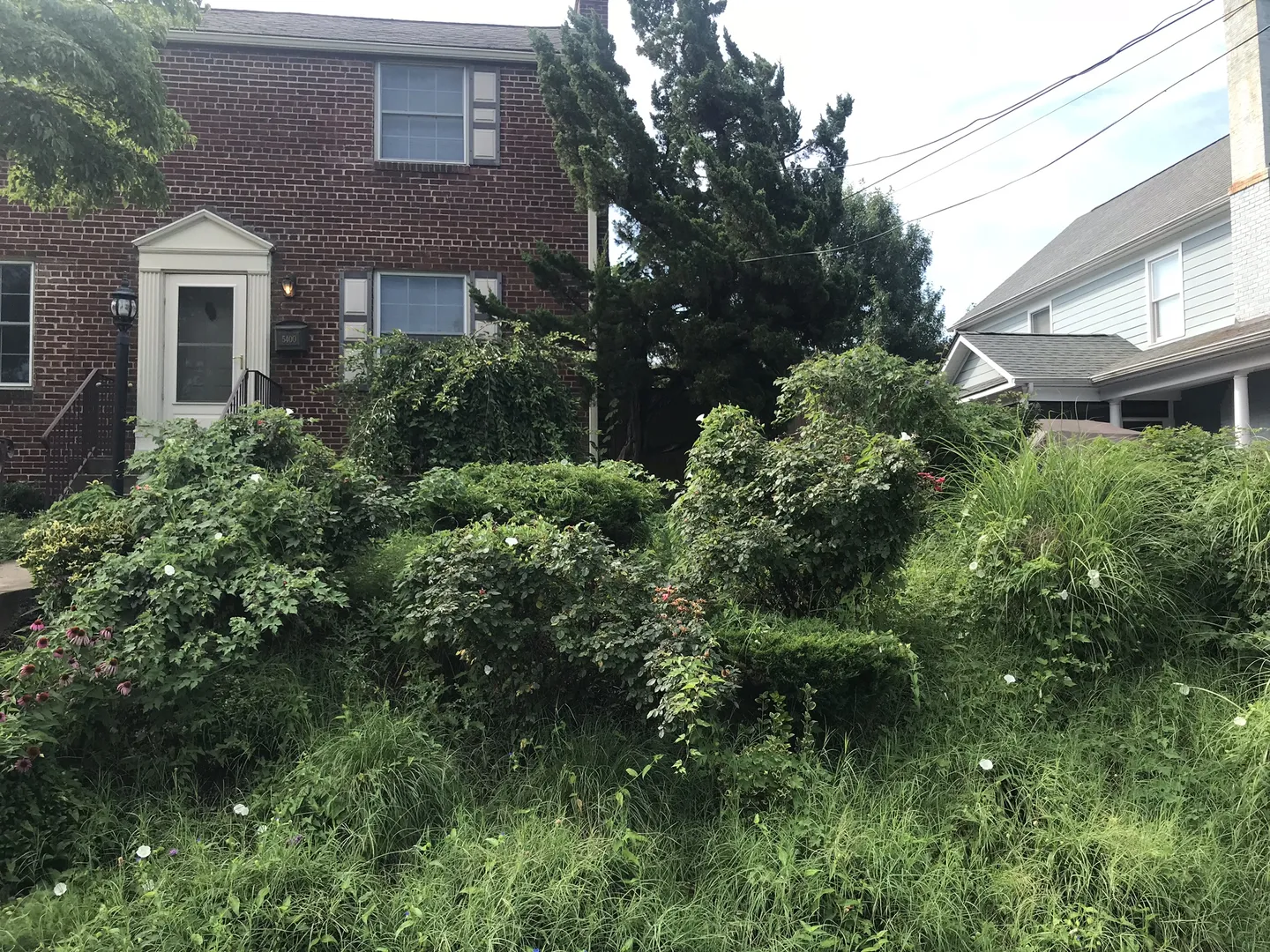 Mulching In Arlington Before Picture