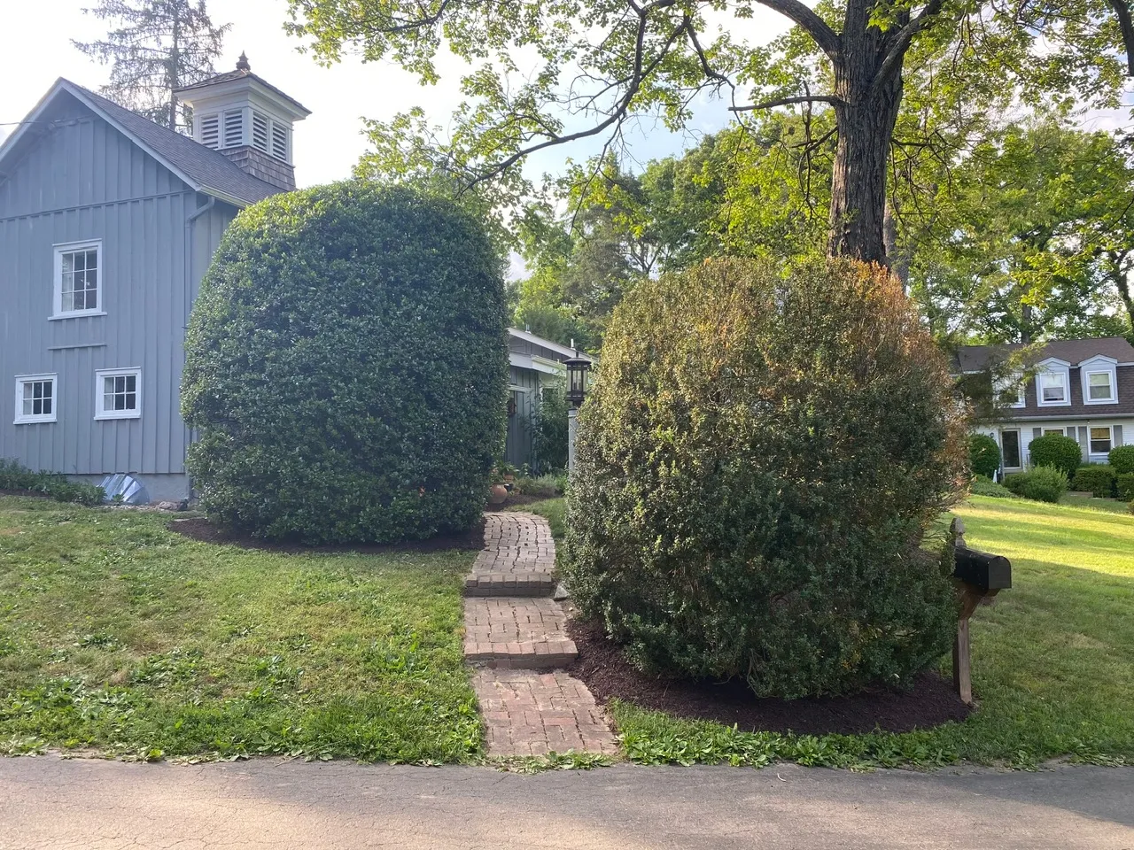 Pruning Hollies in Arlington